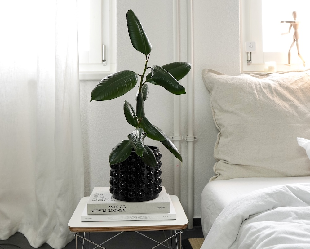 Pflegeleichte Pflanzen